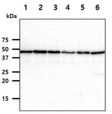 Western Blot: cleavage stimulation factor Antibody (10E11) [NBP2-42659] - The cell lysates (40ug) were resolved by SDS-PAGE, transferred to PVDF membrane and probed with anti-human CSTF1 antibody (1:1000). Proteins were visualized using a goat anti-mouse secondary antibody conjugated to HRP and an ECL detection system.Lane 1.: MCF7 cell lysateLane 2.: 293T cell lysateLane 3.: HeLa cell lysateLane 4.: A549 cell lysateLane 5.: K562 cell lysateLane 6.: Jurkat cell lysate
