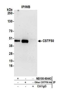 <b>Independent Antibodies Validation. </b>Immunoprecipitation: cleavage stimulation factor Antibody [NB100-60443] - Detection of human CSTF50 by western blot of immunoprecipitates. Samples: Whole cell lysate (0.5 or 1.0 mg per IP reaction; 20% of IP loaded) from Hela cells prepared using NETN lysis buffer. Antibodies: Affinity purified rabbit anti-CSTF50 antibody NB100-60443 used for IP at 6 ug per reaction. CSTF50 was also immunoprecipitated by another rabbit anti-CSTF50 antibody. For blotting immunoprecipitated CSTF50, NB100-60443 was used at 1 ug/ml. Detection: Chemiluminescence with an exposure time of 30 seconds.