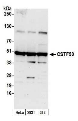 Western Blot: cleavage stimulation factor Antibody [NB100-60443] - Detection of human and mouse CSTF50 by western blot. Samples: Whole cell lysate (50 ug) from HeLa, HEK293T, and mouse NIH 3T3 cells prepared using NETN lysis buffer. Antibody: Affinity purified rabbit anti-CSTF50 antibody NB100-60443 used for WB at 0.4 ug/ml. Detection: Chemiluminescence with an exposure time of 30 seconds.