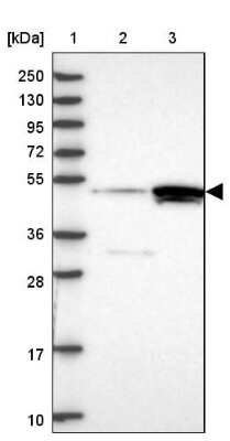 Western Blot cleavage stimulation factor Antibody - BSA Free