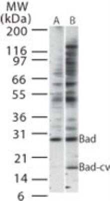 Western Blot: cleaved BAD Antibody [NB100-56602] - Western blot analysis of Bad-cv using NB100-56602 at 1:500 against lysate of (A) untreated HeLa cells and (B) HeLa cells treated with TNFa for 2 hrs.
