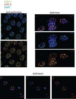 Immunocytochemistry/Immunofluorescence: coh-1 Antibody [29490002] - This image is specific to animal number SDQ0809  Dilution: 1:500