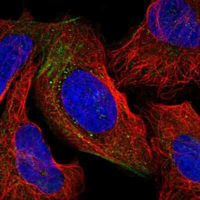 Immunocytochemistry/ Immunofluorescence coiled-coil domain containing 53 Antibody