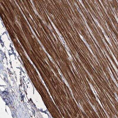 Immunohistochemistry-Paraffin coiled-coil domain containing 53 Antibody - BSA Free