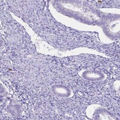 Immunohistochemistry-Paraffin cystatin 11 Antibody