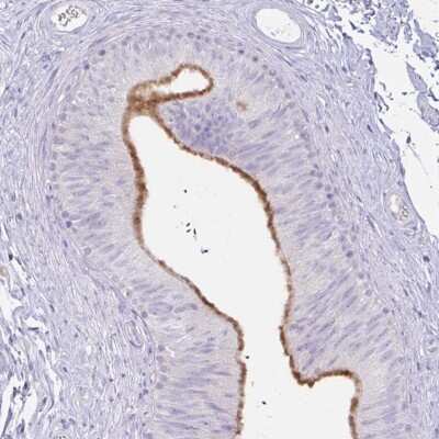 Immunohistochemistry-Paraffin cystatin 11 Antibody