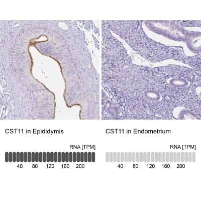 Immunohistochemistry-Paraffin cystatin 11 Antibody