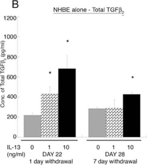 ELISA for active and total TGF-beta 2 in the media (A, B). At day 22, the concentration of active and total TGF-beta 2 in the media of IL-13 pre-treated NHBE at 1 and 10 ng/ml is significantly higher as compared to untreated NHBE (0 ng/ml of IL-13) media; * p < 0.01. At day 22 and day 28, the concentration of active TGF-beta 2 in the IL-13 pre-treated NHBE at 10 ng/ml is elevated compared to pre-treated NHBE at 1 ng/ml; # p < 0.01. At day 28 active and total TGF-beta 2 in IL-13 pre-treated NHBE at 10 ng/ml is increased compared to untreated NHBE; * p < 0.01. (C, D) At day 25, the NHBE pre-treated with IL-13 at 10 ng/ml, has higher levels of active and total TGF-beta 2 in the media as compared to untreated and pre-treated NHBE at 1 ng/ml co-cultured with NHLF (*, # p < 0.01 compared to 0 and 1 ng/ml IL-13 pre-treated NHBE co-cultured with NHLF, respectively). At day 31, there is no significant difference in the levels of active and total TGF-beta 2 between treatment conditions. NHLF represents levels of active and total TGF-beta 2 in media of fibroblasts in a collagen gel without NHBE co-culture. All experiments were performed using 3 donors, grown in duplicate, with 3–6 wells per condition. Image collected and cropped by CiteAb from the following open publication (//respiratory-research.biomedcentral.com/articles/10.1186/1465-9921-9-27), licensed under a CC-BY license. Not internally tested by R&D Systems.