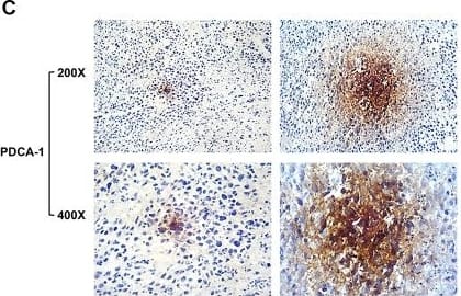 Immunohistochemistry BST2 Antibody (120G8.04) - Azide and BSA Free