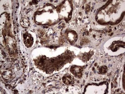 Immunohistochemistry: dedicator of cytokinesis 8 Antibody (4H10) [NBP2-46471] - Analysis of Human Kidney tissue. (Heat-induced epitope retrieval by 1 mM EDTA in 10mM Tris, pH8.5, 120C for 3min)