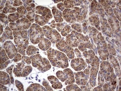 Immunohistochemistry: dedicator of cytokinesis 8 Antibody (4H10) [NBP2-46471] - Analysis of Human pancreas tissue. (Heat-induced epitope retrieval by 1 mM EDTA in 10mM Tris, pH8.5, 120C for 3min)