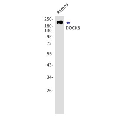 Western Blot: dedicator of cytokinesis 8 Antibody (S04-3E6) [NBP3-19621] - Western blot detection of dedicator of cytokinesis 8 in Ramos lysates using NBP3-19621. Predicted band size: 239kDa. Observed band size: 239kDa.