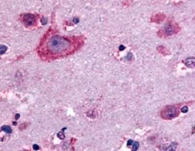 Immunohistochemistry-Paraffin: delta Opioid R/OPRD1 Antibody [NLS225] - Brain, Neurons and Glia