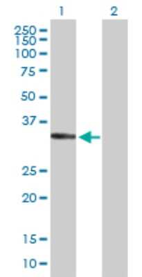 Western Blot: delta-Sarcoglycan Antibody [H00006444-B01P] - Analysis of SGCD expression in transfected 293T cell line by SGCD polyclonal antibody.  Lane 1: SGCD transfected lysate(31.9 KDa). Lane 2: Non-transfected lysate.