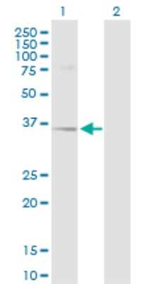 Western Blot: delta-Sarcoglycan Antibody [H00006444-D01P] - Analysis of SGCD expression in transfected 293T cell line by SGCD polyclonal antibody.Lane 1: SGCD transfected lysate(32.20 KDa).Lane 2: Non-transfected lysate.