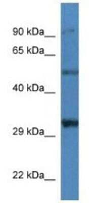 Western Blot: delta-Sarcoglycan Antibody [NBP1-74201] - Mouse Kidney Lysate 1ug/ml Gel Concentration 12%.