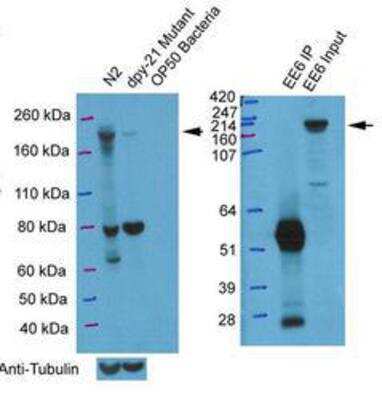 Western Blot: dpy-21 Antibody [38560002] - This image is specific to animal number SDQ2381  Dilution: 1:10000.  Secondary antibody was donkey-anti-rabbit-HRP from GE Healthcare in 1:10000 dilution.  As a control, a western with 1:10000 dilution of anti-tubulin was carried out on the stripped membrane.  Protein extracts from N2 and dyp-21 mutant worms fed OP50 bacteria were collected.  The antibody targets one protein with a size of 181.9 kDa.   A second western carried out in 1:10000 dilution of SDQ2381.  The protein extracts were obtained after immunoprecipitation.  The first lane contains the immunoprecipitated product.  The second lane contains the input from EE6 extract.