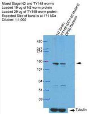 Western Blot: dpy-28 Antibody [53250002]  This image is specific to animal number SDQ4495 