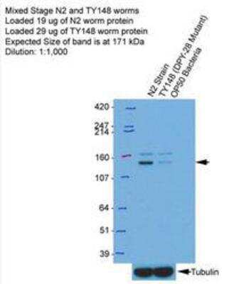 Western Blot: dpy-28 Antibody [53250002]  This image is specific to animal number SDQ4564