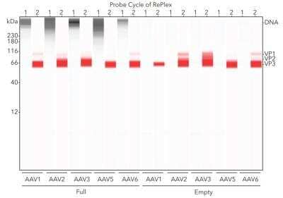 Simple Western: dsDNA Antibody (DSD/4054R) [NBP3-07302] - Lane view of AAV samples probed with NBP3-07302 in Probe 1 of RePlex with chemiluminescence detection and the anti-VP1/2/3 antibody in Probe 2 of RePlex with NIR detection