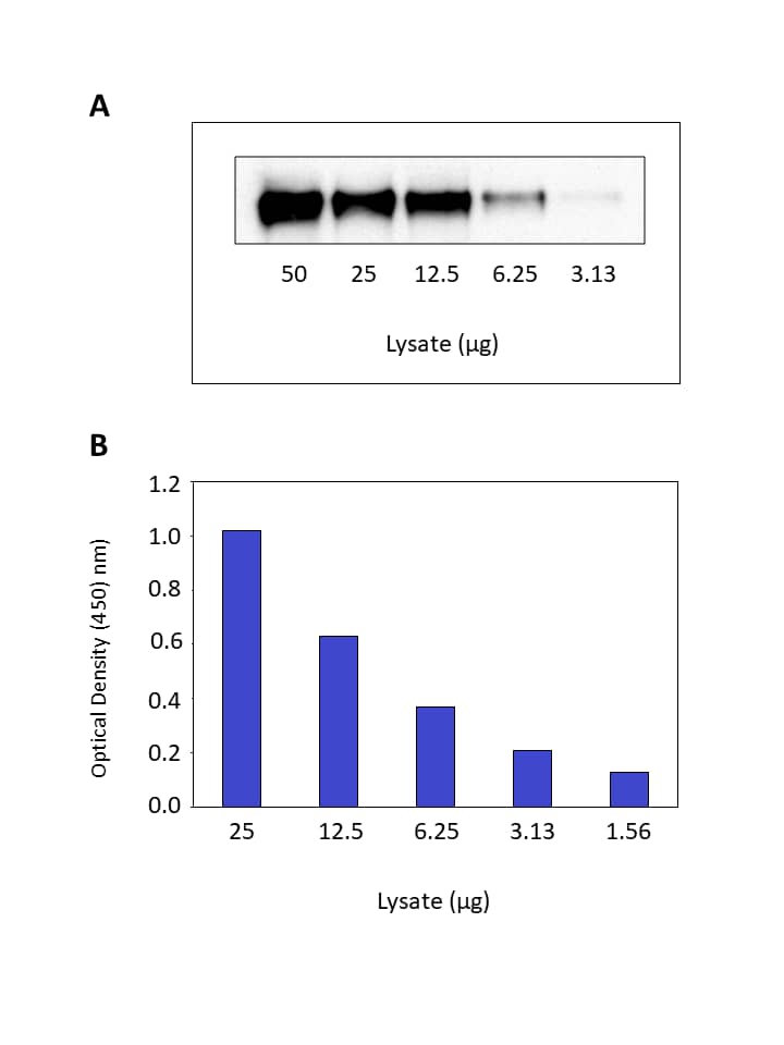 ELISA EGFR [Biotin]