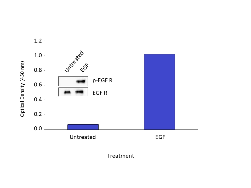 ELISA EGFR [Biotin]