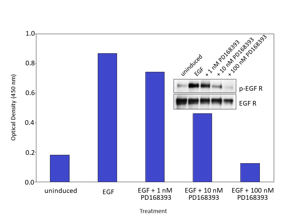 ELISA EGFR [Biotin]