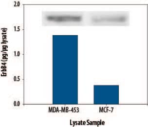  Lysates were prepared from MDA-MB-453 human breast cancer cells and the MCF-7 human breast cancer cell line. Both ELISA and Western Blot (inset) analyses were performed using 100 μg of lysate. 