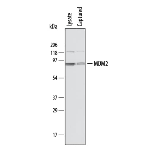 N/A MDM2/HDM2 [Biotin]