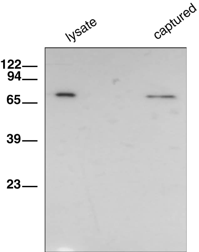 ELISA HSP70/HSPA1A [Biotin]