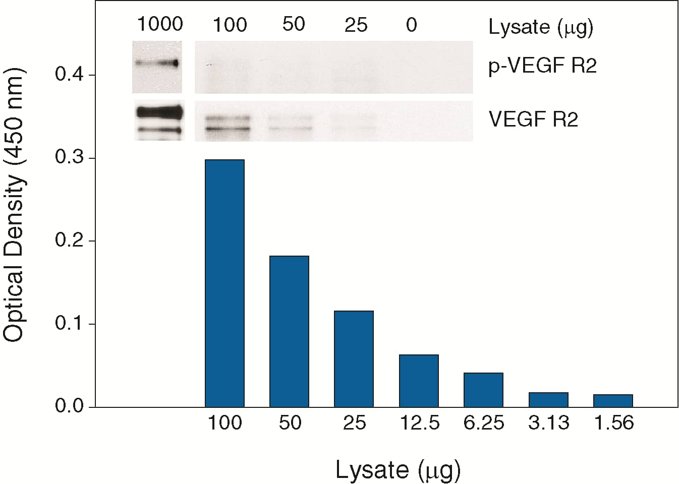 Human umbilical vein endothelial cells (HUVEC) were treated with 100 ng/mL recombinant human VEGF165 (Catalog # 293-VE) for five minutes to induce tyrosine phosphorylation of VEGF R2.  Dilutions of HUVEC lysates were analyzed by this ELISA (Catalog # DYC1766) and IP-Western blot (inset).  IPs were performed using an anti-VEGF R2 monoclonal antibody and anti-mouse IgG agarose. Immunoblots were incubated with a biotinylated anti-phospho-tyrosine monoclonal antibody (Catalog # BAM1676) to detect phospho-VEGF R2 (p-VEGF R2). Bands were visualized with Streptavidin-HRP (Catalog # DY998) followed by chemiluminescent detection. Blots were stripped and total VEGF R2 (VEGF R2) was detected using a biotinylated polyclonal anti-VEGF R2 antibody (Catalog # BAF357).       