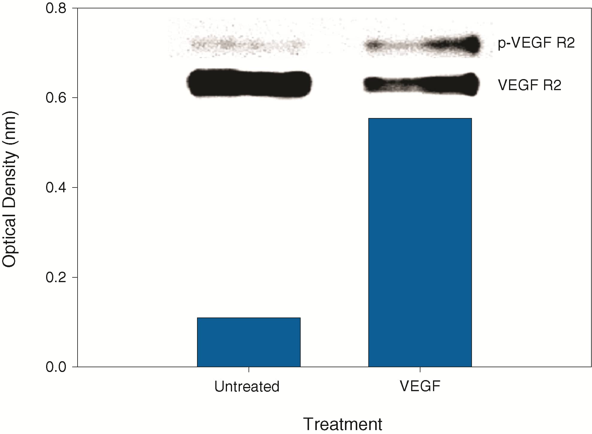 <b>Biological Strategies Validation. </b>HUVECs were untreated or treated with 100 ng/mL recombinant human VEGF165 for five minutes. ELISA and IP-Western blot (inset) analyses were performed using 100 μg and 1000 μg of lysate, respectively.  IP-Western blots were performed as described in Figure 1.