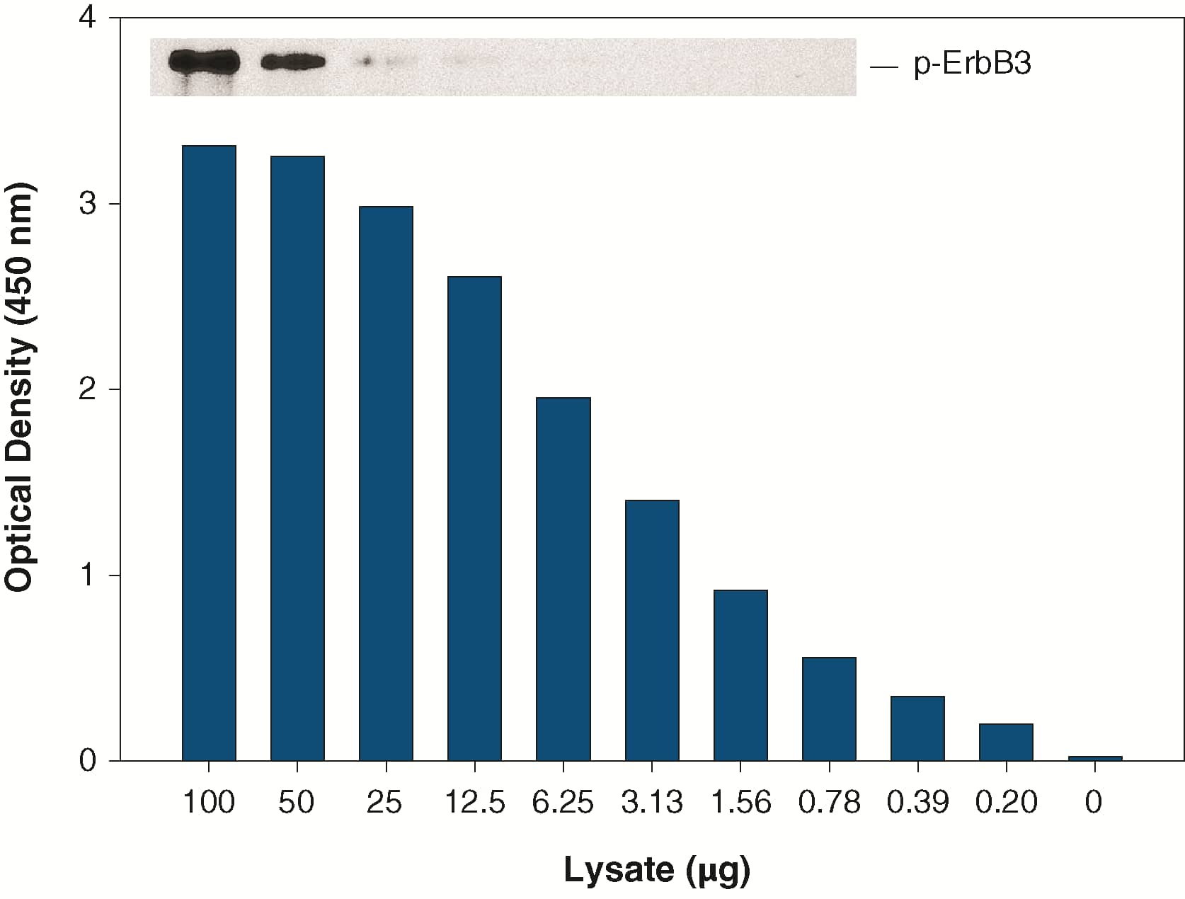 ELISA ErbB3/Her3 [Biotin]