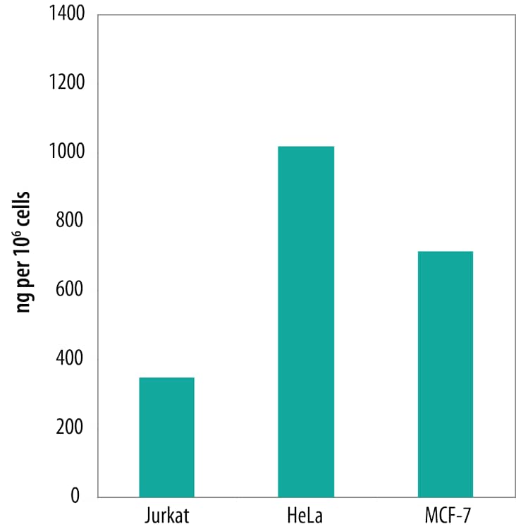 Lysates prepared from Md from MCF-7 human breast cancer cells, HeLa human cervical epithelial carcinoma cells and Jurkat human acute T cell leukemia cells were quantified with this DuoSet IC ELISA. The same lysates were also immunoblotted (inset) with Mouse Anti-human HSP60 (Catalog # MAB1800) Antibody. The DuoSet IC ELISA results correlate well with the relative amounts of HSP60 detected by Western blot.