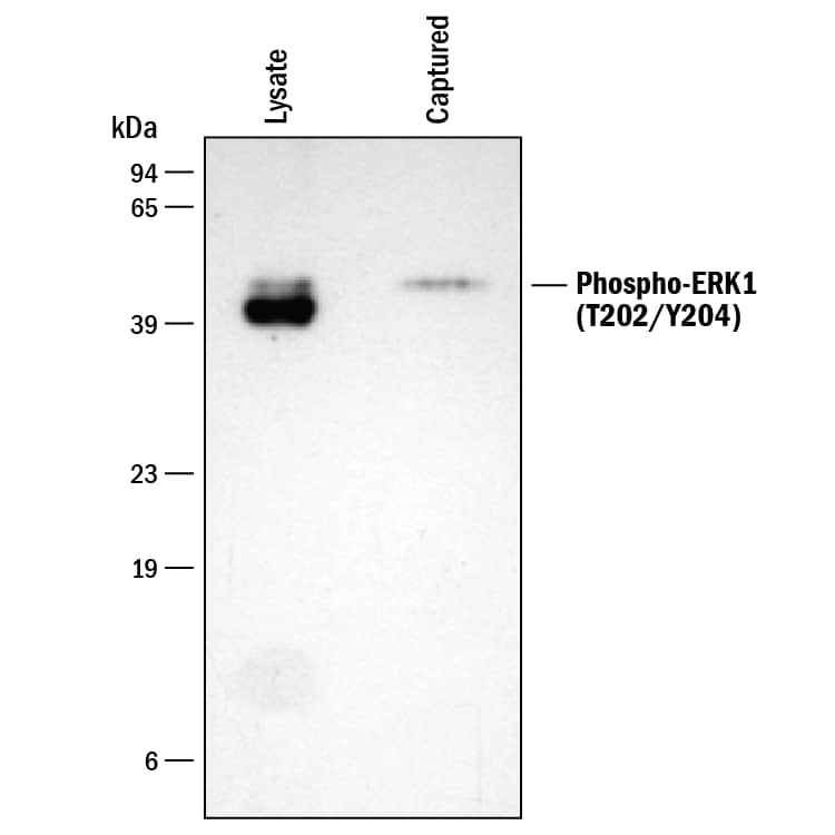 N/A ERK1 [p Thr202, p Tyr204] [Biotin]