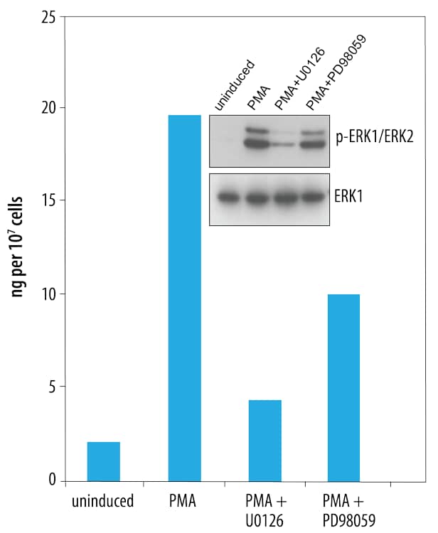 N/A ERK1 [p Thr202, p Tyr204] [Biotin]