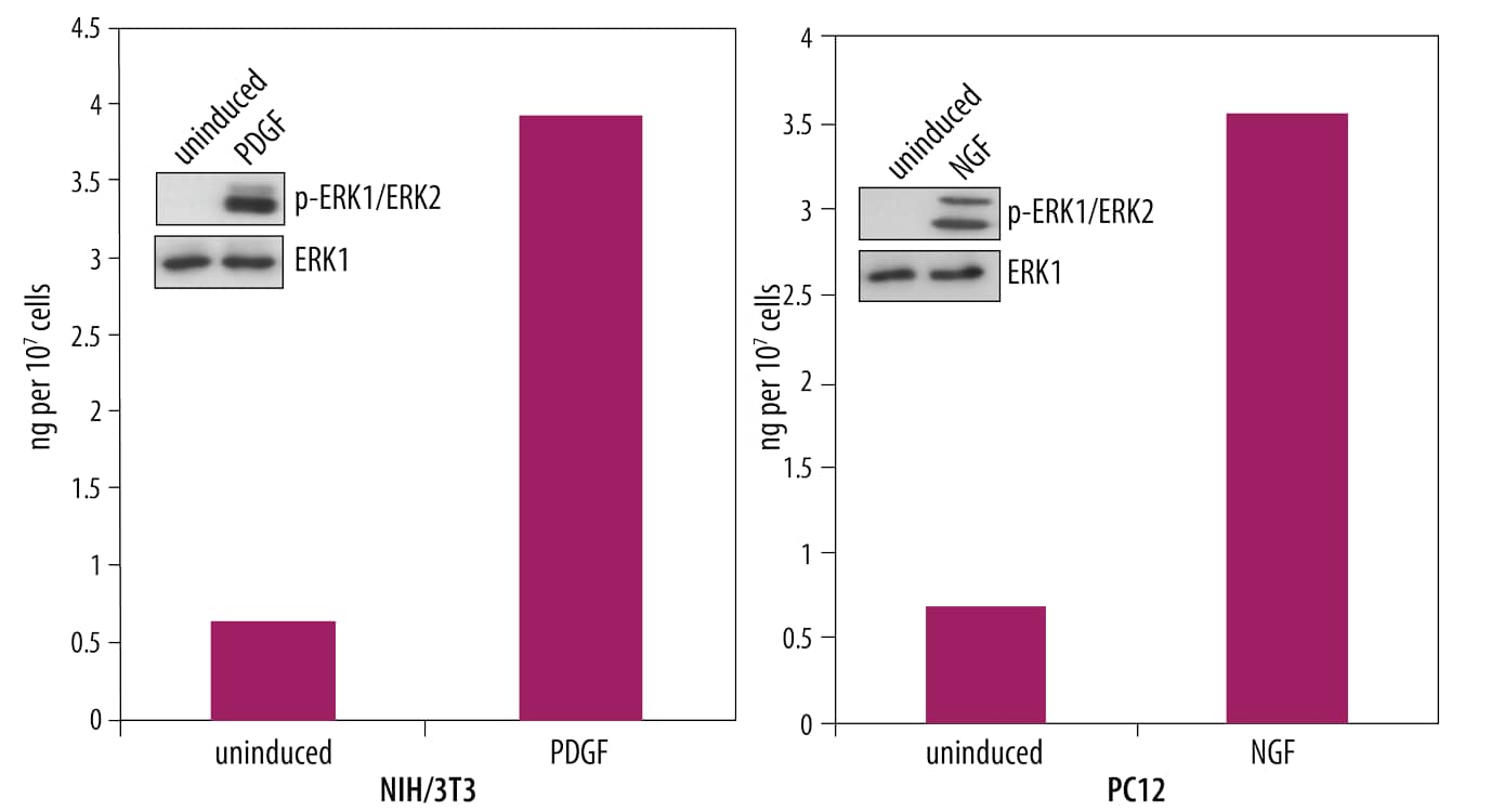 N/A ERK1 [p Thr202, p Tyr204] [Biotin]