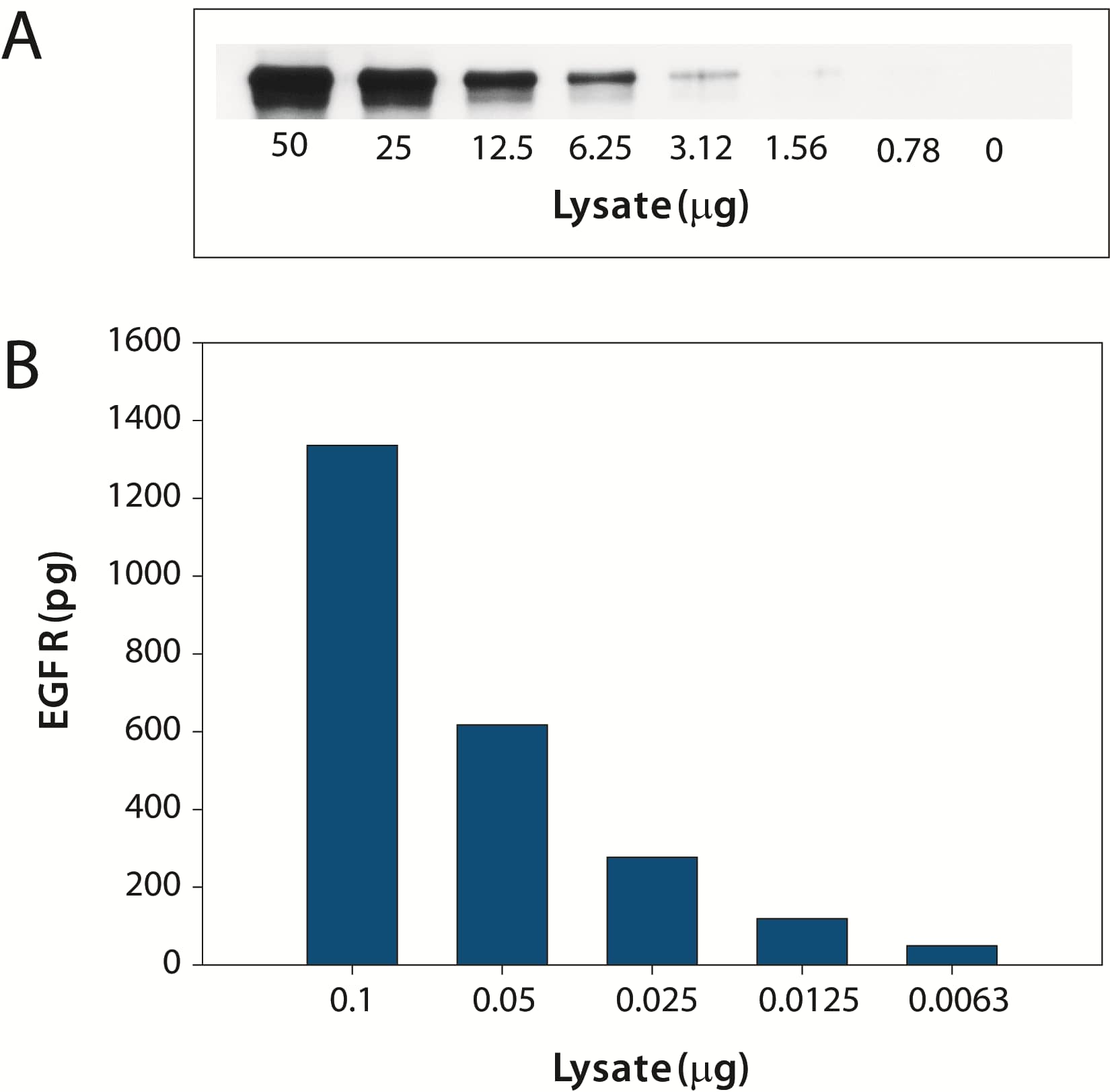 ELISA EGFR [Biotin]