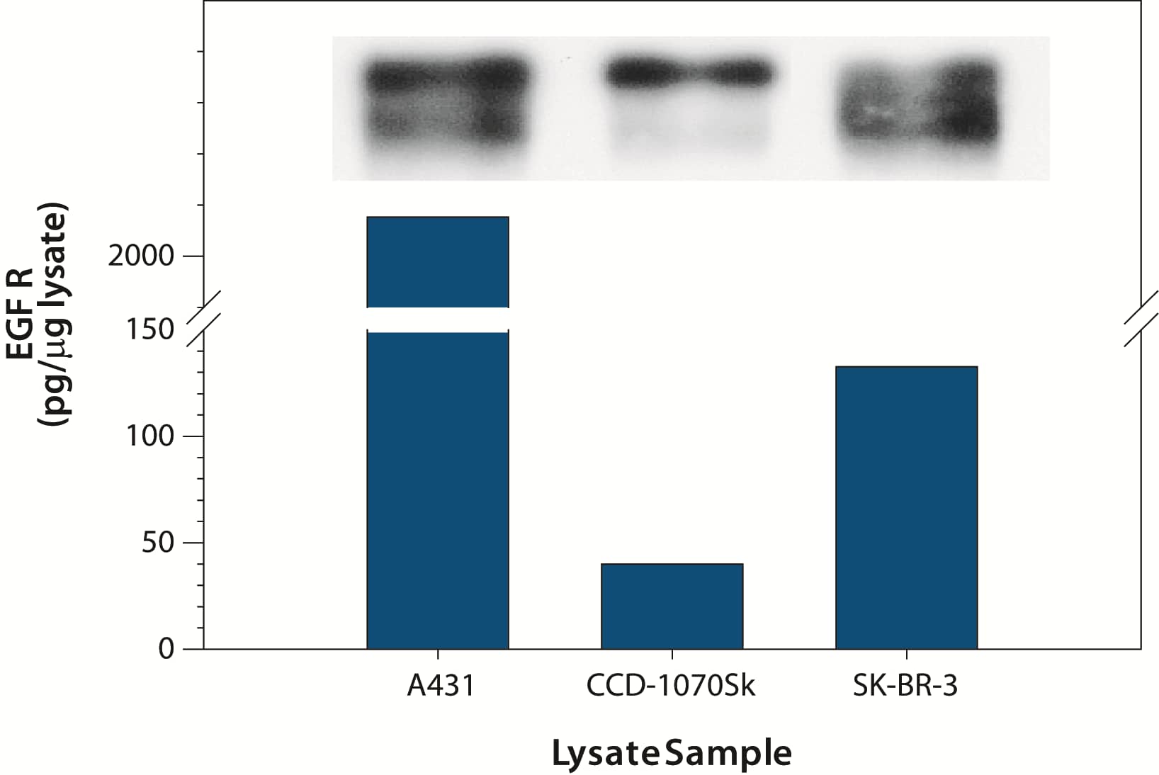 ELISA EGFR [Biotin]