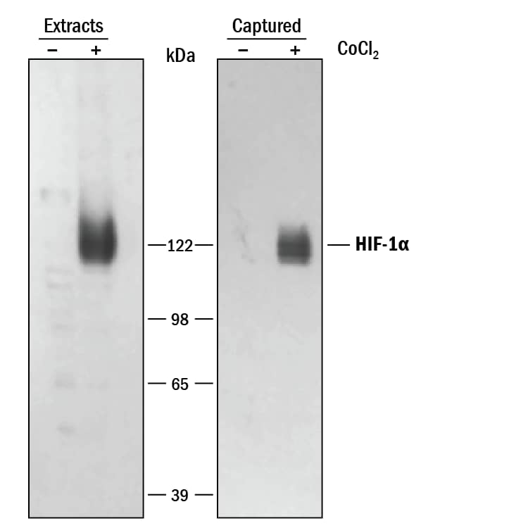 <b>Biological Strategies Validation. </b>Lysates prepared from NIH-3T3 mouse embryonic fibroblast cells, untreated or treated with 150 µM of CoCl2, were incubated in wells coated with Human/Mouse Total HIF-1 alpha Capture Antibody. Unbound material was removed by washing, and bound material was solubilized in SDS gel sample buffer. Captured proteins were electrophoresed, transferred to PVDF membranes and immunoblotted with the Human/Mouse Total HIF-1 alpha Detection Antibody.