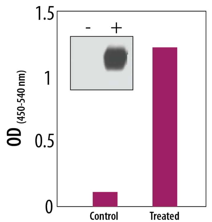 <b>Biological Strategies Validation. </b>Lysates were prepared from MCF-7 human breast cancer cells, untreated or treated with 150 µM CoCl2. HIF-1 alpha was measured with the Human/Mouse Total HIF-1 alpha DuoSet IC ELISA and the same lysates were immunoblotted (inset) with Goat Anti-HIF-1 alpha Antibody (Catalog # AF1935). The DuoSet IC ELISA results correlate with the relative amounts of HIF-1 alpha detected by Western blot.