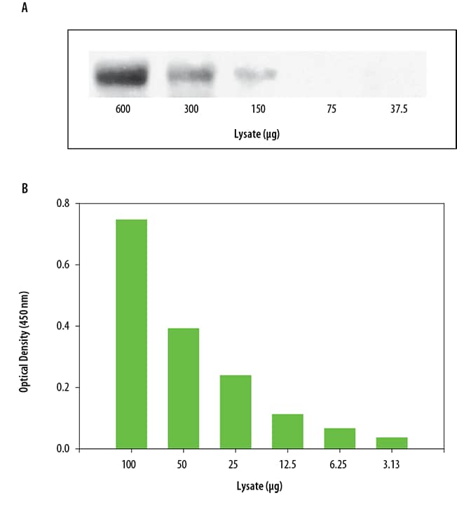 MDA-MB-453 human breast cancer cells were treated with 400 ng/mL recombinant human MSP (Catalog # 352-MS) for five minutes to induce tyrosine phosphorylation of MSP R. Serial dilutions of lysates were analyzed by (A) IP-Western Blot and (B) this DuoSet® IC ELISA. IPs were performed using an anti-MSP R monoclonal antibody and goat anti-mouse agarose. Immunoblots were incubated with a biotinylated anti-phosphotyrosine monoclonal antibody (Catalog # BAM1676) to detect phospho-MSP R. Bands were visualized with Streptavidin-HRP (Catalog # DY998) followed by chemiluminescent detection. Human phospho-MSP R can be detected in this DuoSet® IC ELISA by using approximately 6-12 times less lysate than is needed for a conventional IP-Western Blot.