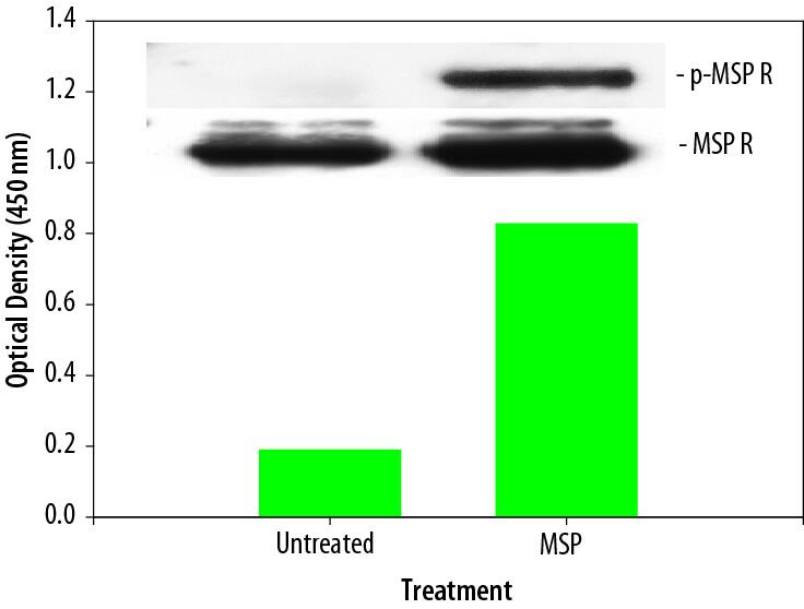<b>Biological Strategies Validation. </b>MDA-MB-453 human breast cancer cells were untreated or treated with 400 ng/mL recombinant human MSP for five minutes. ELISA and IP-Western Blot (inset) analyses were performed using 100 μg and 400 μg of lysate, respectively. IP-Western Blots for phospho-MSP R (p-MSP R) were performed as described in Figure 1. Blots were stripped and total MSP R was detected using a Biotinylated Anti-MSP R Polyclonal Antibody (Catalog # BAF691).