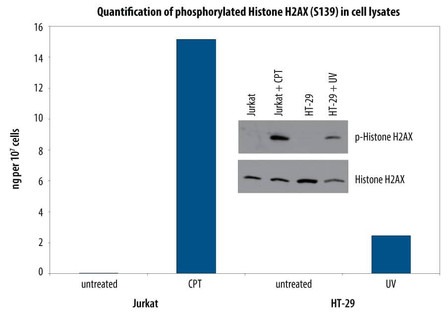 <b>Biological Strategies Validation. </b>A172 cells were untreated or treated with Gas-6-containing conditioned media1 from the human lung cell line, WI38, for 15 minutes. ELISA and IP-Western blot (inset) analyses were done using 100 µg and 400 µg of lysate, respectively. IP-Western blots for phospho-Axl (p-Axl) were done as described in Figure 1. Blots were stripped and total Axl (Axl) was detected using a Biotinylated Anti-Human Axl Polyclonal Antibody (Catalog # BAF154).