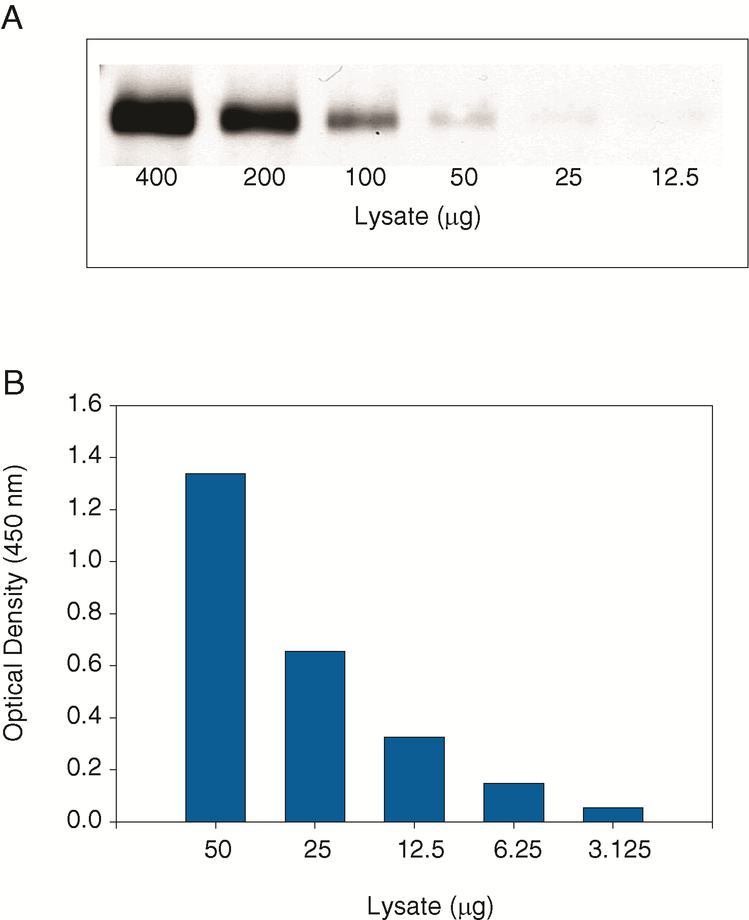 The human epidermoid carcinoma cell line, A431, was treated with 100 ng/mL recombinant human HGF for five minutes to induce tyrosine phosphorylation of HGF R.  Serial dilutions of lysates were analyzed by (A) IP-Western blot and (B) this ELISA.  IPs were done using an anti-HGF R polyclonal antibody and Protein G agarose.  Immunoblots were incubated with a biotinylated anti-phosphotyrosine monoclonal antibody (Catalog # BAM1676) to detect phospho-HGF R (p-HGF R).  Bands were visualized with Streptavidin-HRP (Cat # DY998) followed by chemiluminescent detection using WesternGloTM Chemiluminescent Detection Substrate (Catalog # AR004).