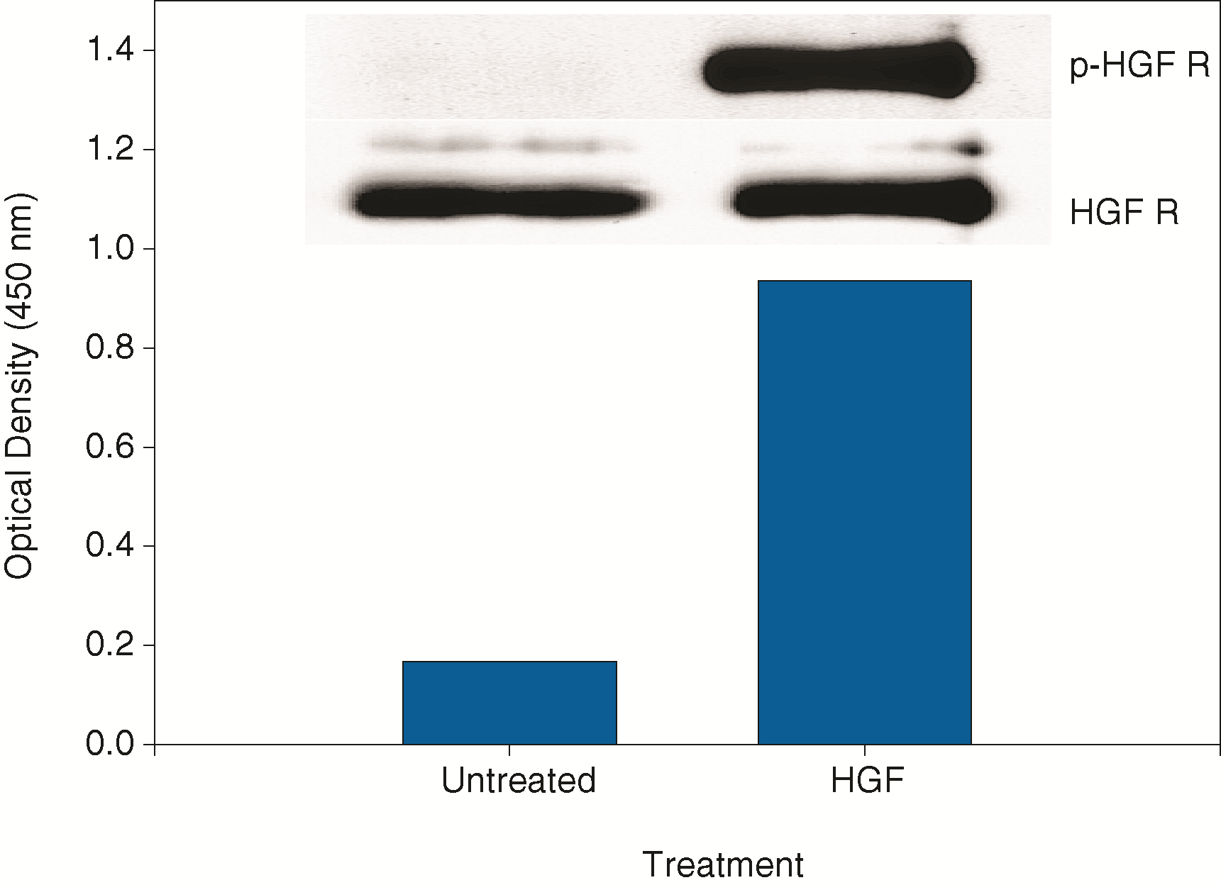 <b>Biological Strategies Validation. </b>A431 cells were untreated or treated with 100 ng/mL recombinant human HGF for five minutes.  ELISA and IP-Western blot (inset) analyses were done using 50 μg and 500 μg of lysate, respectively.  IP-Western blots for phospho-HGF R (p-HGF R) were done as described in Figure 1.  Blots were stripped and total HGF R was detected using a biotinylated anti-HGF R polyclonal antibody (Catalog # BAF358). 
