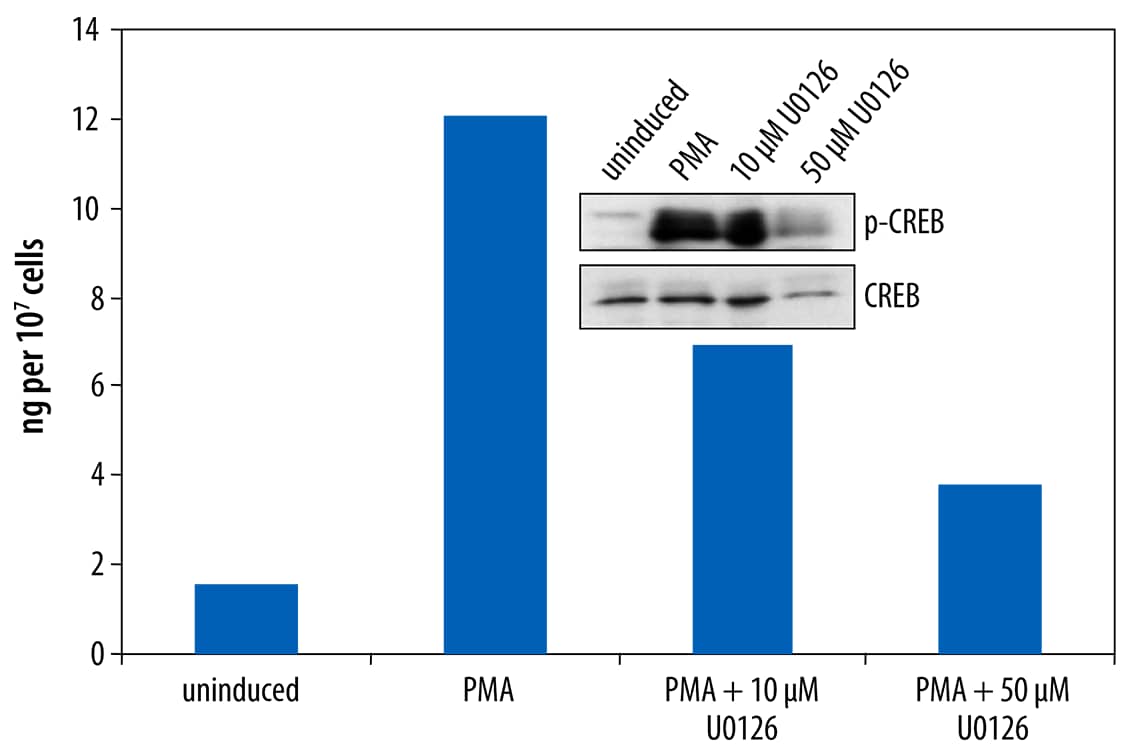 N/A CREB [p Ser133] [Biotin]