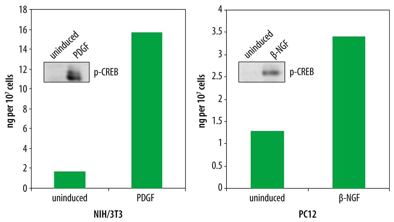 N/A CREB [p Ser133] [Biotin]