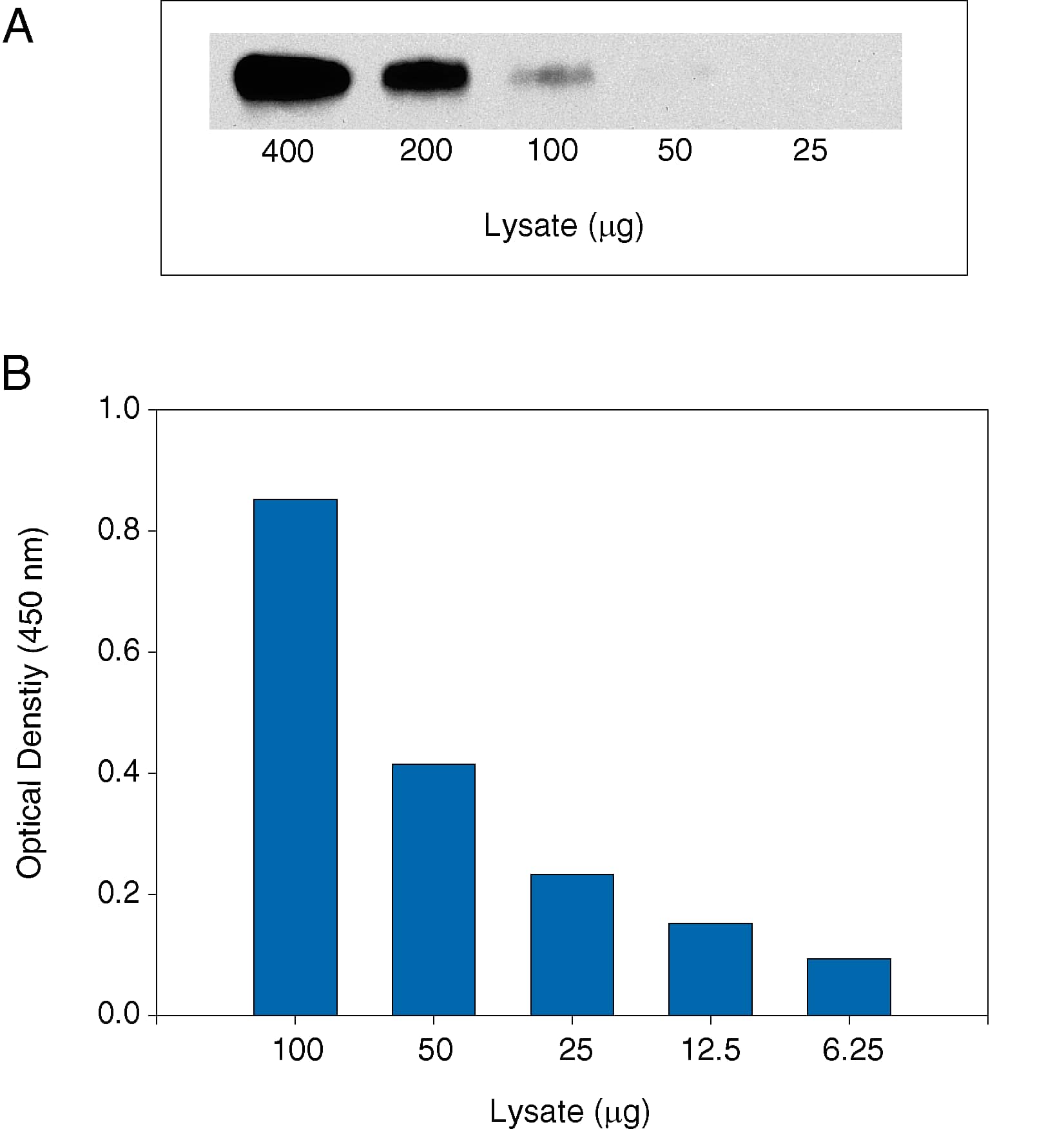 ELISA Mer [Biotin]