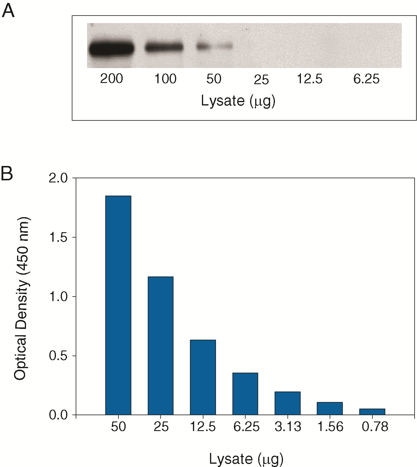 Human Tie-2 transfected Baf/3 cells (Baf/3-hTie-2) were treated with 600 ng/mL recombinant human Ang-1 for seven minutes to induce tyrosine phosphorylation of Tie-2.  Serial dilutions of lysates were analyzed by (A) IP-Western blot and (B) this ELISA.  IPs were done using an anti-Tie-2 monoclonal antibody and goat anti-mouse agarose.  Immunoblots were incubated with a biotinylated anti-phosphotyrosine monoclonal antibody (Catalog # BAM1676) to detect phospho-Tie-2.  Bands were visualized with Streptavidin-HRP (Cat # DY998) followed by chemiluminescent detection using WesternGloTM Chemiluminescent Detection Substrate (Catalog # AR004).